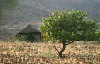 Tents